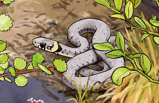 Illustration von einer Ringelnatter