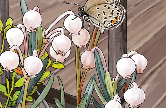 Illustration von einer Rosmarinheide