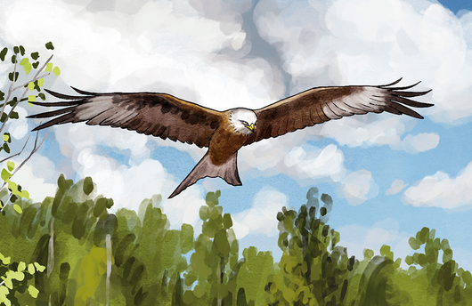 Illustration von einem Rotmilan
