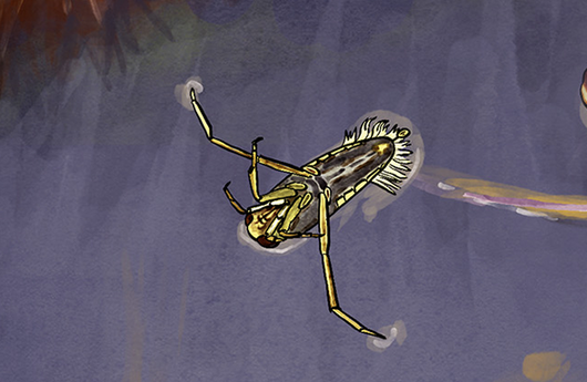 Illustration von einem Rückenschwimmer