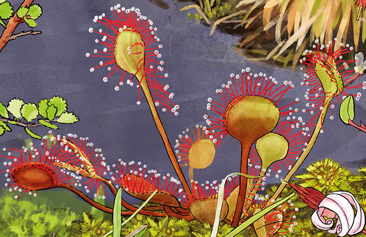 Illustration von Rundblättrigem Sonnentau
