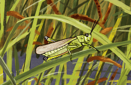 Illustration von einer Sumpfschrecke