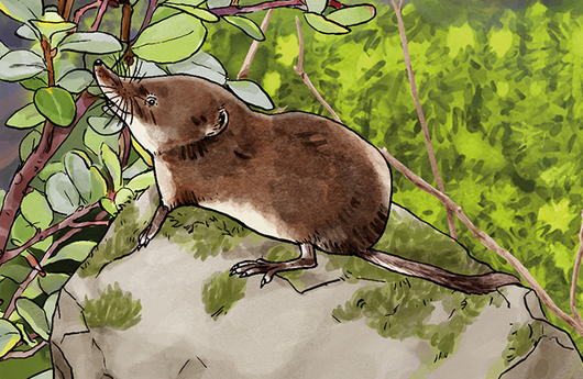 Illustration von einer Sumpfspitzmaus