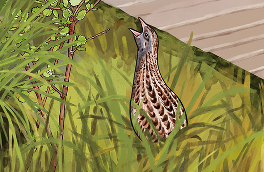 Illustration von einem Wachtelkönig