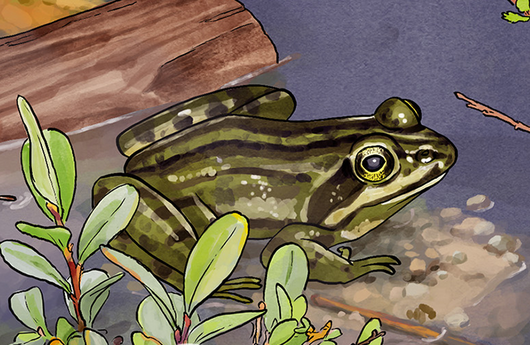 Illustration von einem Teichfrosch