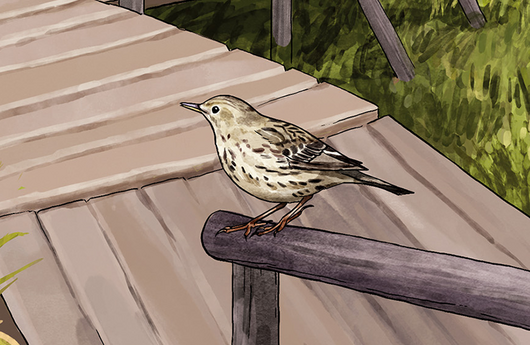 Illustration von einem Wiesenpieper