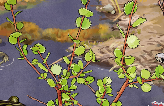 Illustration von einer Zwerg-Birke