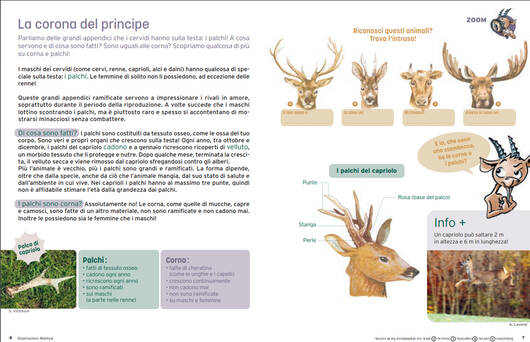 Lo zoom © Pro Natura