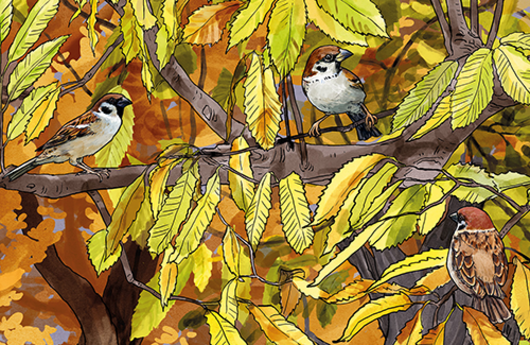 Illustration von Feldsperlingen