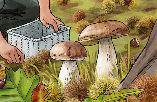 Illustration von Steinpilzen