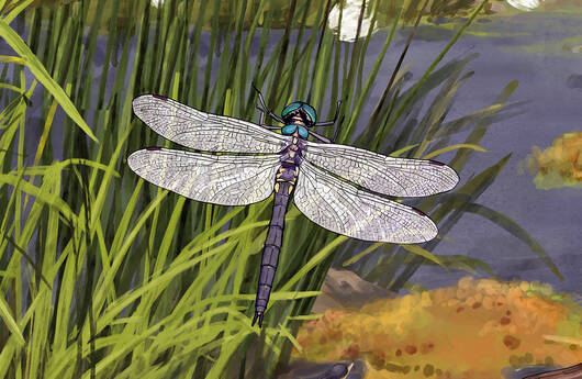 Arktische Smaragdlibelle 