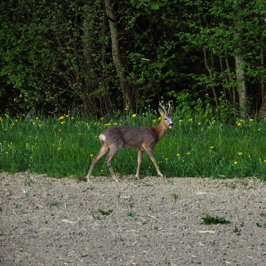 Aktion Spechte - Waldrand