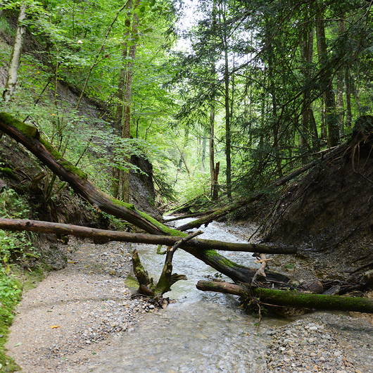 Aktion Spechte - Wasser