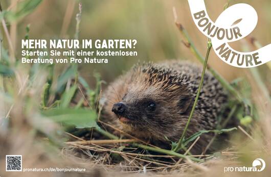 Pro Natura Füllerinserat BONJOUR NATURE Igel