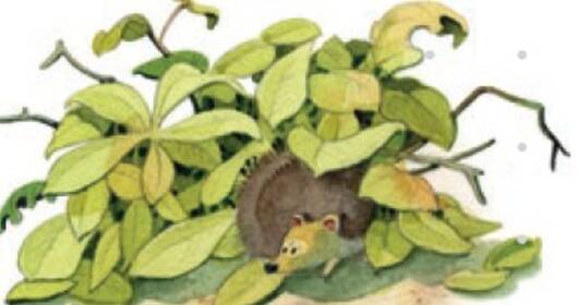 Mission Igel Pro Natura