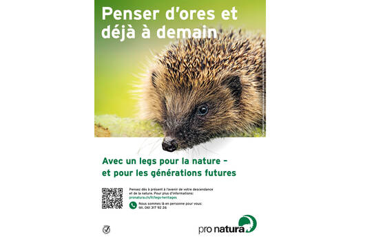 Aperçu de l'annonce: Hérisson
