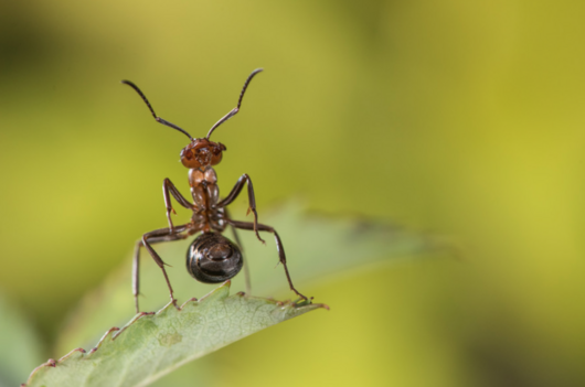Gros plan sur une fourmi des bois à dos nu