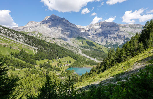 Vue sur la lisière de la forêt à Derborence