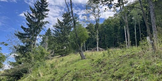 Waldweide Erzenbergrütene