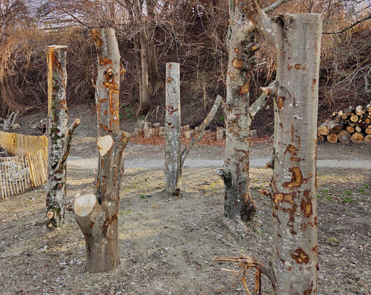 Vertikale Baumstämme (Totholz)