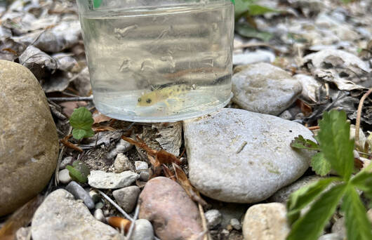 Albino-Feuersalamander