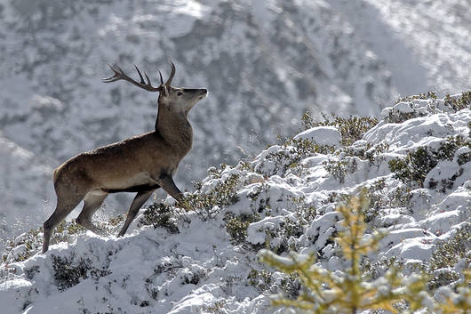 Ein Hirsch stapft steil bergauf durch den Schnee.
