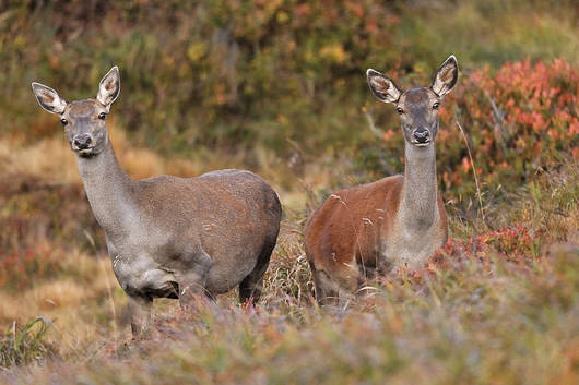 Zwei Rothirsch-Kühe stecken angespannt die Ohren in Richtung des Fotographierenden.