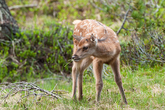 Kleines Rothirsch-Kalb zupft erste Gräser auf der Waldlichtung.