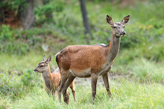 Rothirsch-Kuh mit Kalb im Wald