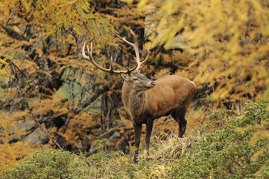 Rothirsch mit grossem Geweih im Herbstwald