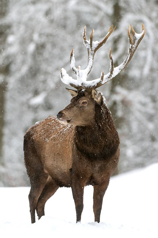 Rothirsch mit schönem Geweih im Winterwald