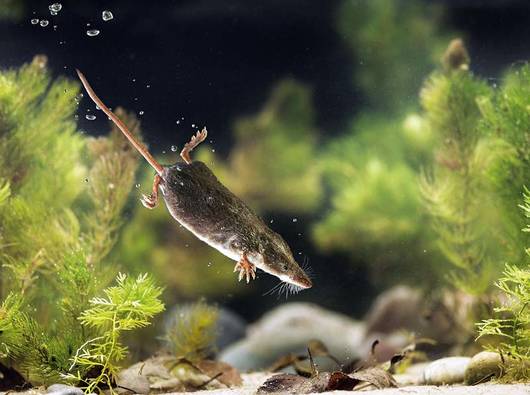 Ein Mantel aus Luftbläschen schützt die Wasserspitzmaus vor Kälte und Nässe.