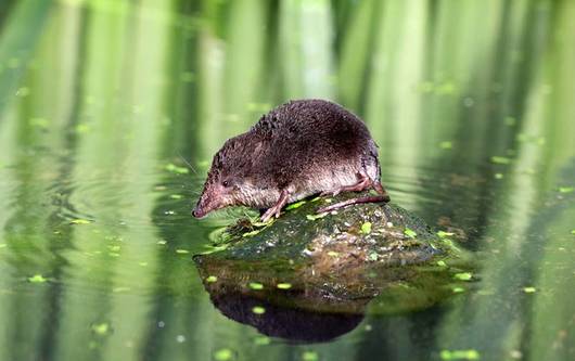 Animal De L Annee 16 La Musaraigne Aquatique Pro Natura Animal De L Annee 16 La Musaraigne Aquatique Pro Natura