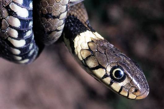 Markenzeichen der Ringelnatter sind die beiden hellen, halbmondförmigen Flecken im Nacken. © Pro Natura/Gerhard Sturm