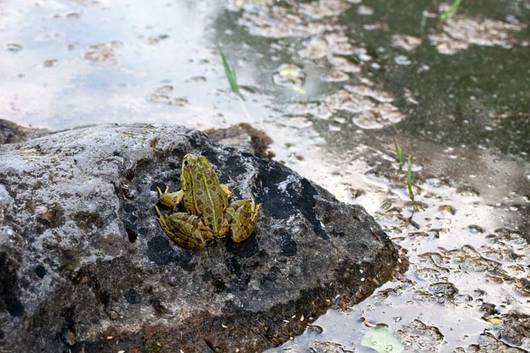 Ringelnattern ernähren sich hauptsächlich von Amphibien.