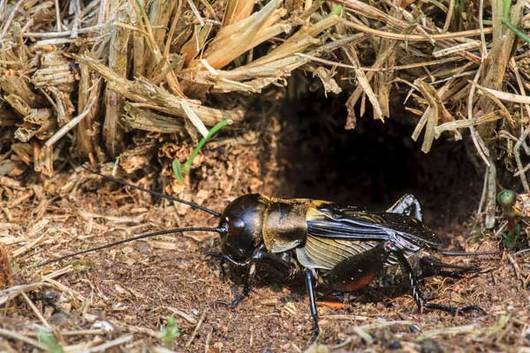 Un maschio di grillo campestre davanti allâingresso della sua tana. © Ingo Stiegemeyer