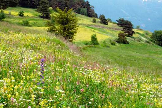 Blumenwiesen sind ein wichtiger Lebensraum für viele Tier- und Pflanzenarten.