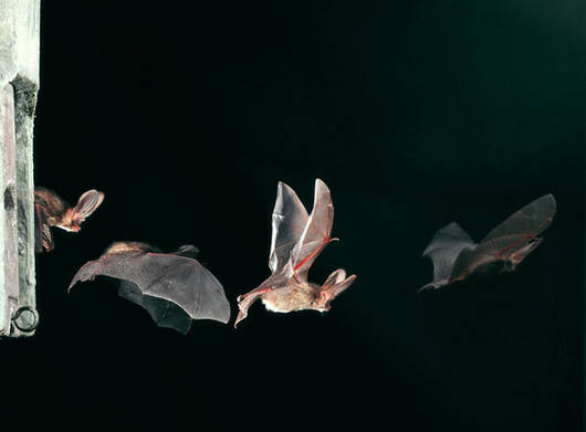 I pipistrelli sono i soli mammiferi capaci di battere le ali © Dietmar Nill