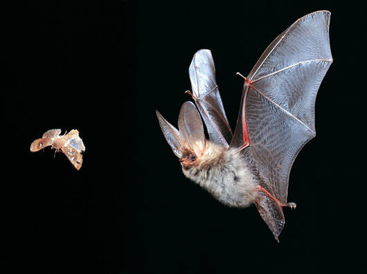 Mit Ultraschall auf Insektenjagd