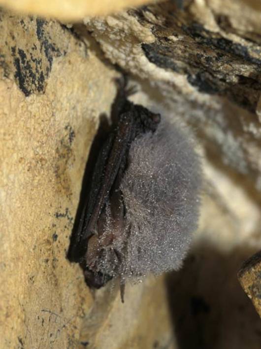 D’inverno, i pipistrelli restano appesi in letargo © Dietmar Nill