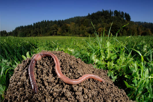 Nei prati vivono tra 200 e 400 lombrichi per metro quadrato © Heidi & Hans-Jürgen Koch / Pro Natura