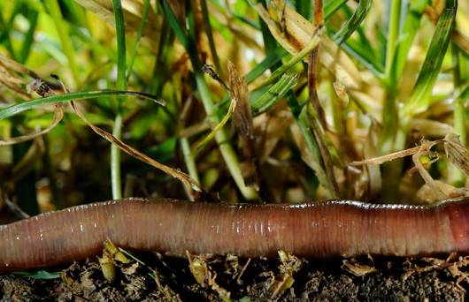 Der Regenwurm Lumbricus terrestris