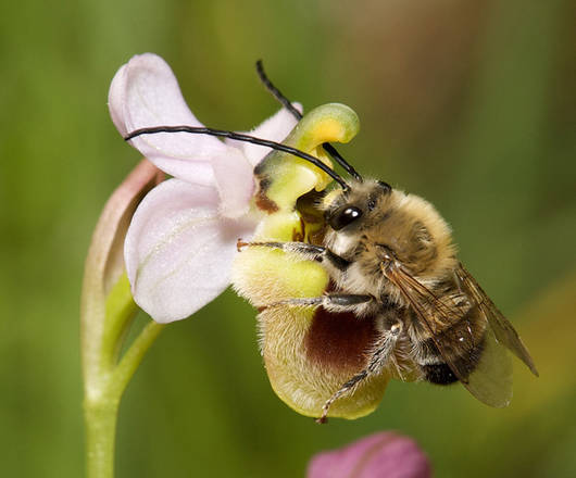 Duft und Form der Hummel-Ragwurz locken die Langhornbiene an.