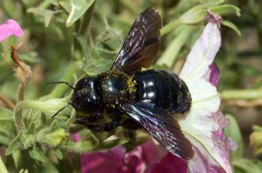 Die Grosse Holzbiene ist eine der grössten Wildbienenarten.