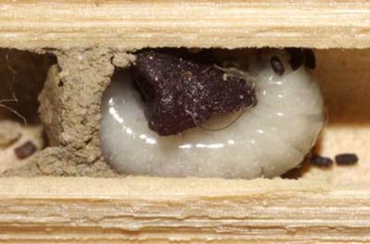 Sezione di una celletta: si distinguono il polline, la larva d’ape e le pareti di malta.  © Nicolas J. Vereecken