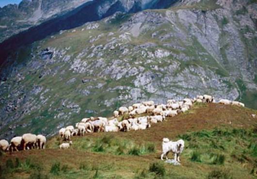 Ein Patou bewacht seine Schafherde auf der Alp Giétroz