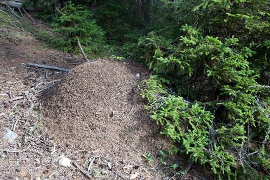 Waldameisen bauen auffällige Hügelnester