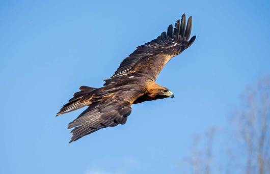 Steinadler im Schweizer Nationalpark