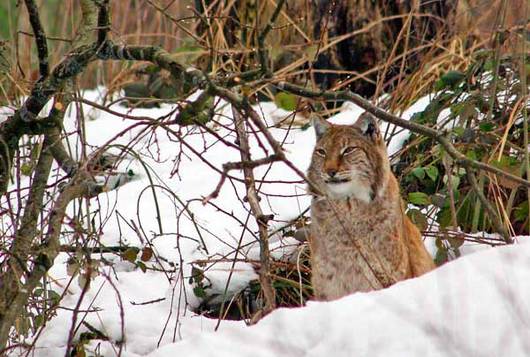 Der Luchs ist in der Schweiz noch nicht ausser Gefahr