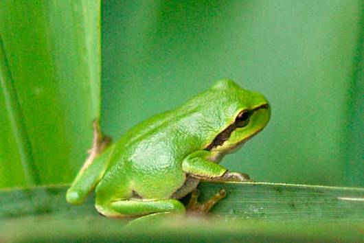 Auf das der Laubfrosch wieder häufiger wird